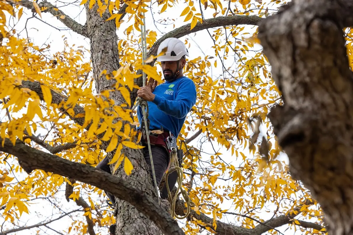 Skilled Tree Transplanting crew working in Church Rock